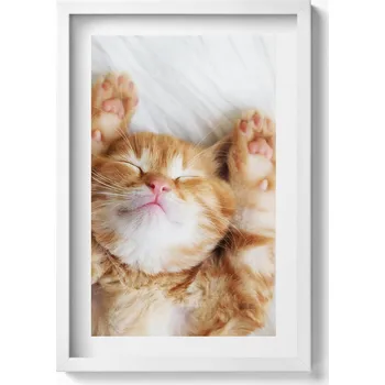 Obraz Nástěnný obraz v bílém rámu dekorace interiéru Malé spící kotě 40x60 cm