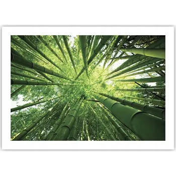 Obraz Plakát bez rámu do obývacího pokoje ložnice 70x50 bambusy moderní módní obraz