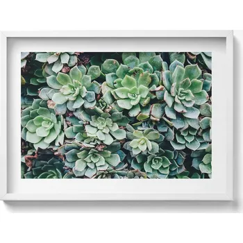 Obraz Dekorativní nástěnný obraz v rámu do obýváku Zelené rostliny sukulenty 70x50 cm