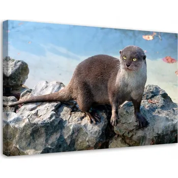 Obraz Obraz na plátně Canvas Vydra Kočka Voda 60x40