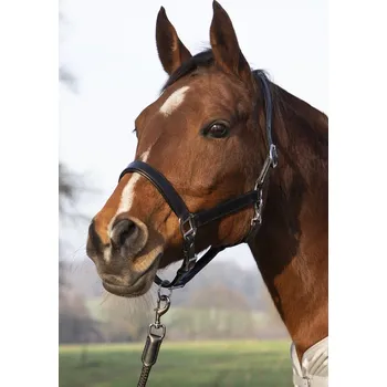 Ohlávka kožená Economic HKM, černá, Cob