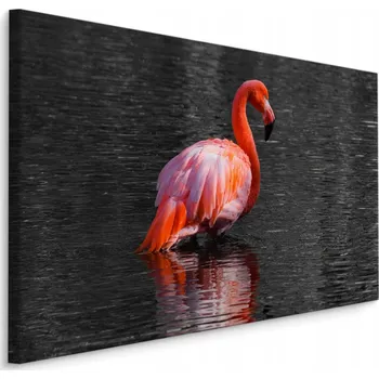 Obraz Obraz pták plameňák voda zvíře do jídelny 70x50