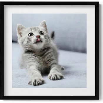 Obraz Dekorativní obraz v rámu do obýváku Roztomilé malé kotě na pohovce 50x50 cm