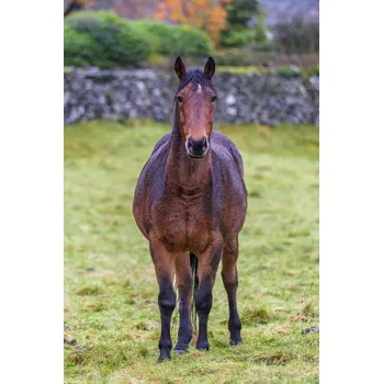 Obraz Plakát Kůň na poli bez rámu 20 x 30 cm