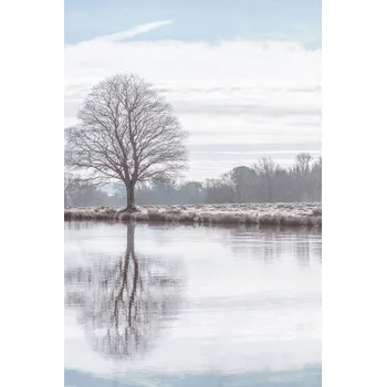 Obraz Plakát Odraz stromu v rybníku bez rámu 40 x 60 cm