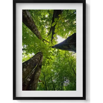 Obraz Dekorativní obraz v černém rámu do obýváku Zelené listnaté stromy 50x70 cm