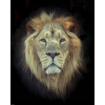 Obraz Plakát Lví hlava bez rámu 40 x 50 cm