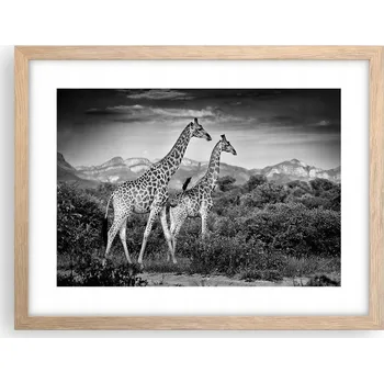 Obraz Obraz plakát v rámu světlý dub do obýváku 40x30 žirafa foto na zeď