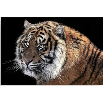 Obraz Obraz na plátně 70x50 tygr zvířata do obýváku