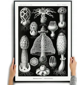 Obraz Plakát Obraz dekorace do interiéru botanika bez rámu 70 x 50 cm