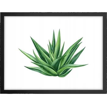 Obraz Obraz plakát v černém rámu do obýváku 40x30 rostlina foto plakáty na zeď