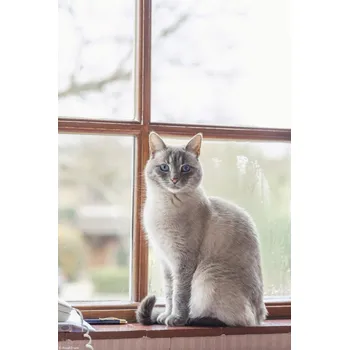 Obraz Plakát Kočka na parapetu okna bez rámu 20 x 30 cm