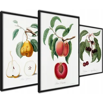 Obraz Plakát Obrázek do Kuchyně Ovoce A3 bez rámu 42 x 59,4 cm