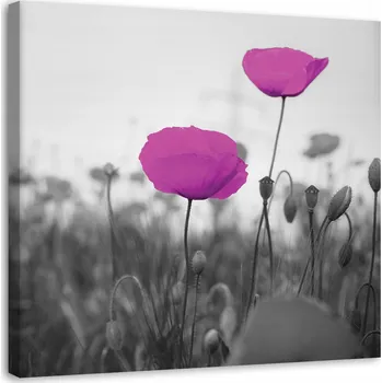 Obraz OBRAZ NA PLÁTNĚ Mák na plátně - Polní květy fialové 30x30 cm
