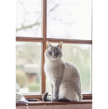 Obraz Plakát Kočka na parapetu okna bez rámu 29,7 x 42 cm