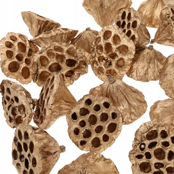 umělá květina Sušené květy lotosu doplňky do kytic aranžmá kompozic 25 ks 6-8 cm