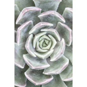 Obraz Plakát Sukulent bez rámu 61 x 91,5 cm