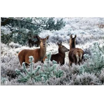 Obraz Obraz na plátně 40x30 zvířata les zima mráz