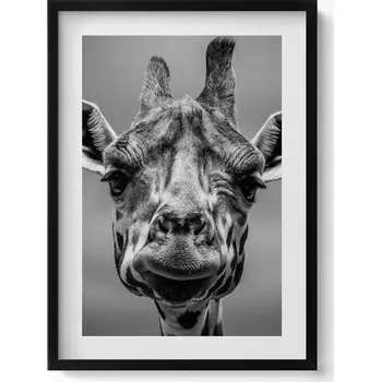 Obraz Dekorativní nástěnný obraz v rámu do obýváku Černobílá hlava žirafy 50x70 cm