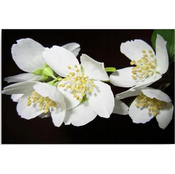 Obraz Obraz na plátně - Canvas, Jasmín 50x40
