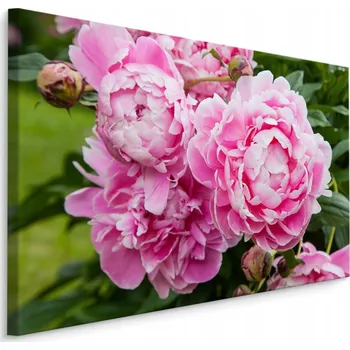 Obraz Obraz pivoňky květiny příroda zeleň obývací pokoj 70x50