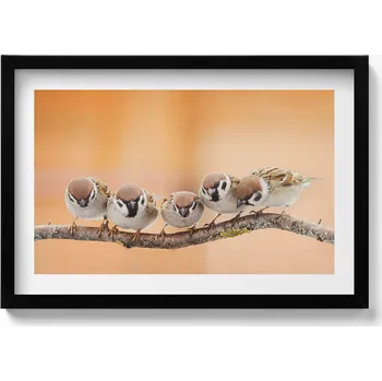 Obraz Moderní nástěnná dekorace obraz v černém rámu Ptáci na větvi 60x40 cm