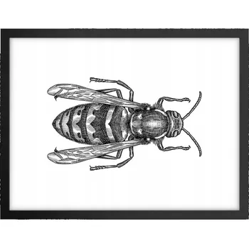 Obraz Obraz plakát v černém rámu do obýváku 40x30 foto plakát na zeď s motivem vosy