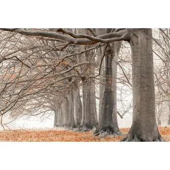 Obraz Plakát Stromy v řadě - oranžové listí bez rámu 30 x 20 cm