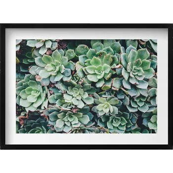 Obraz Elegantní obraz v černém rámu Zelené sukulentní rostliny 70x50 cm