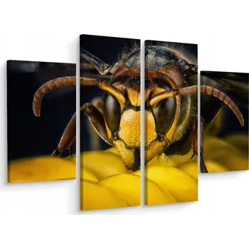 Obraz Čtyřdílný obraz OSA Příroda v makro měřítku 80x60