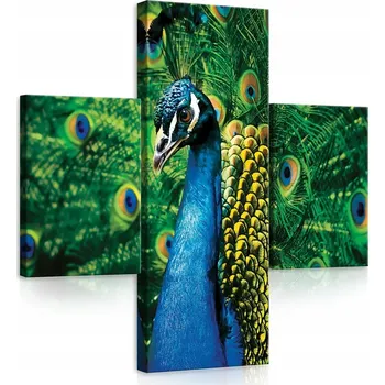 Obraz OBRAZ NA PLÁTNĚ CANVAS 80x80 PAV PÍRKA PÁVA