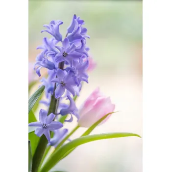 Obraz Plakát Hyacint a tulipány detail, bez rámu, 61 x 91,5 cm