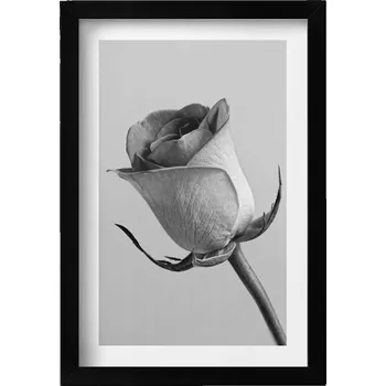 Obraz Dekorativní obraz na zeď do obýváku kuchyně Šedá drobná růže květina 20x30 cm