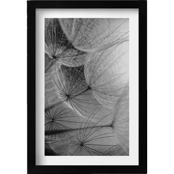 Obraz Ozdobný nástěnný obraz v rámu Černobílý detail pampeliška 20x30 cm