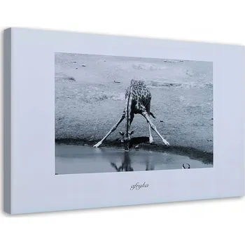 Obraz OBRAZ AFRIKA ŽIRAFA U NAPAJEDLA 60x40