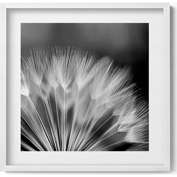 Obraz Obraz grafika v bílém rámu Černobílé přiblížení na pampeliška 50x50 cm