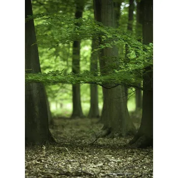 Obraz Plakát Stromy v lese na jaře bez rámu 20,5 x 28,4 cm