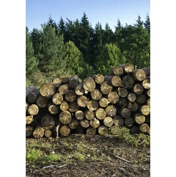 Obraz Plakát Hromada dřevěných klád 2 bez rámu 29,7 x 42 cm