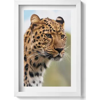 Obraz Obraz v bílém rámu dekorace na zeď Divoké zvíře hlava kočky 20x30 cm