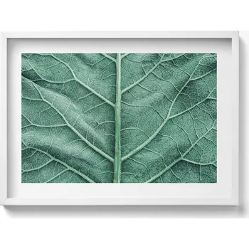 Obraz Ozdobný nástěnný obraz v rámu s grafikou Detail žilnatiny listu 70x50 cm