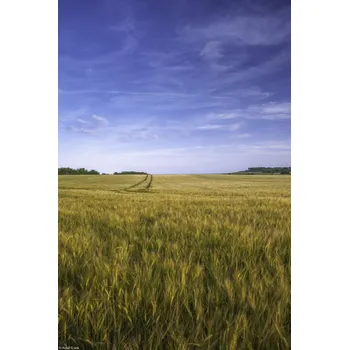 Obraz Plakát Pšeničné pole na pozadí modré oblohy bez rámu 20 x 30 cm