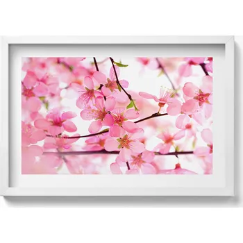 Obraz Nástěnný obraz v bílém rámu Růžové jarní květy na větvích 60x40 cm