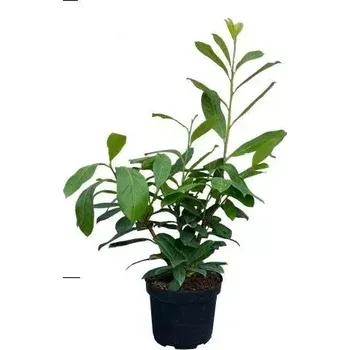 Sazenice Bobkovišeň obecná 'NOVITA' 40-60cm (kontejner)