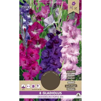 Cibulovina Florex Gladiola velkokvětá Purple Mix 8 ks