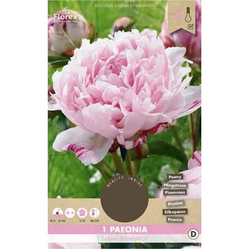 Cibulovina Florex Pivoňka Sarah Bernhardt 1 ks