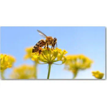 Obraz Panel lacobel Včela na květu 140x70 cm + LEPIDLO