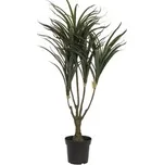 Dracena zeleno-červená, 90 cm
