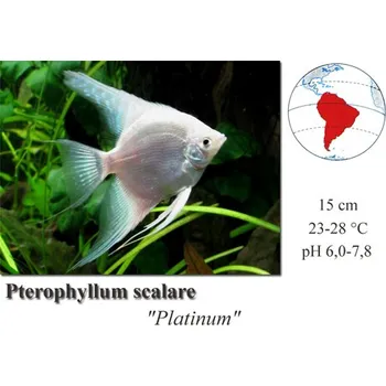 Skalára platinum / Pterophyllum scalare