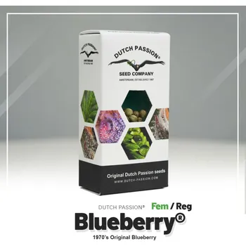 Panenka Blueberry® fem. (balení 5)