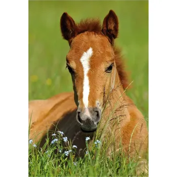 DINO Puzzle Zvířátka - Hříbě 54 dílků